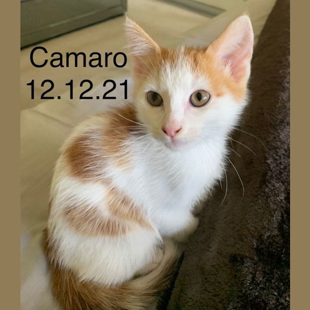 Photo of Camaro & Monaro