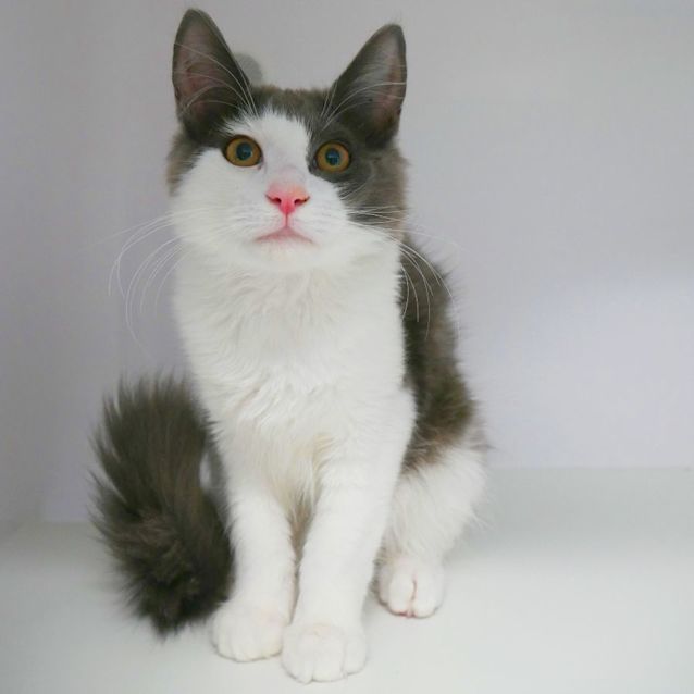 Photo of Dustin Suk009325