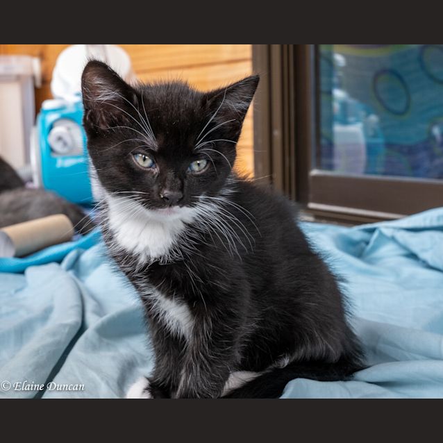 Photo of Tully   Was Dommy