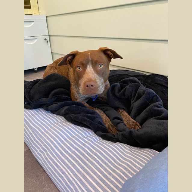 Photo of Ruby ~ 6mo Cattle Dog X (On Trial 19/12/21)