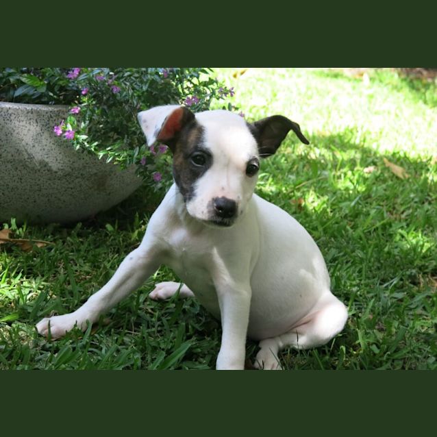 Photo of Cookie ~ Staffy X Puppy(on Trial 31/12/21)