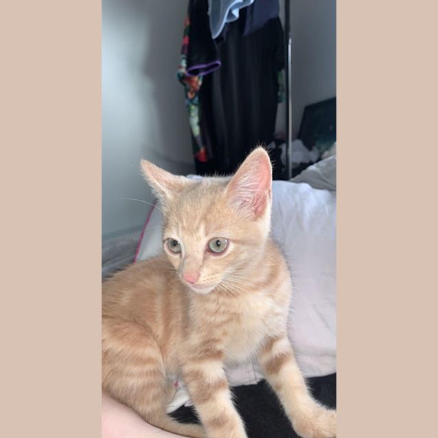 Photo of Aslan 