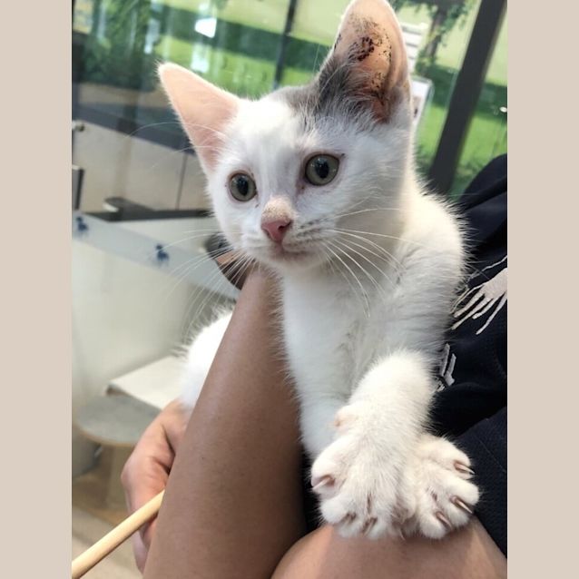 Photo of Cream