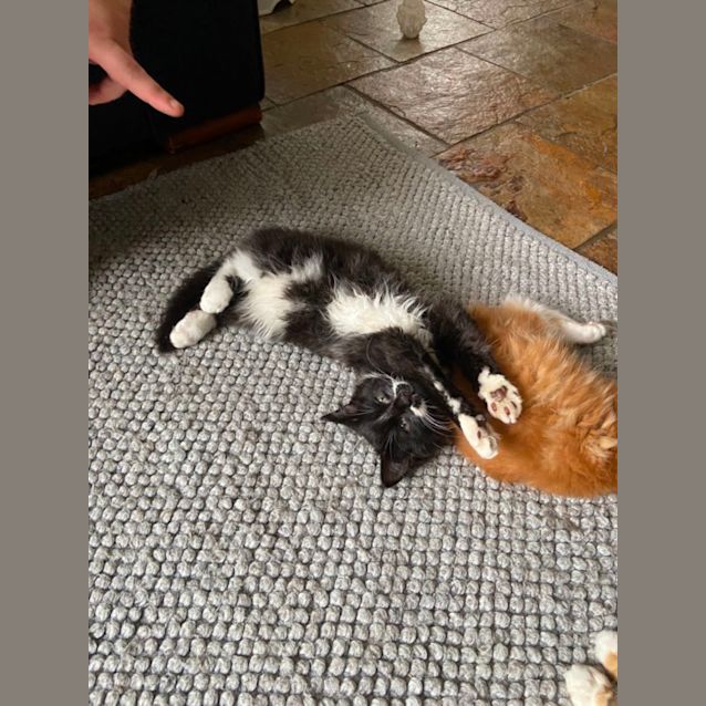 Photo of Peaches & Bruiser 