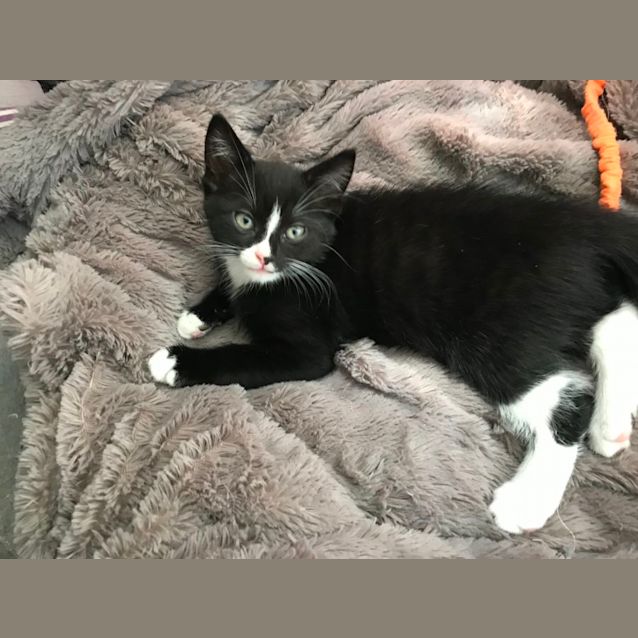 Photo of Teal   Located In Hawthorn