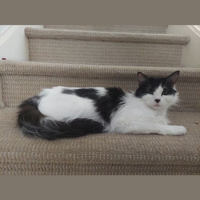Photo of Daisy   Located In Greensborough