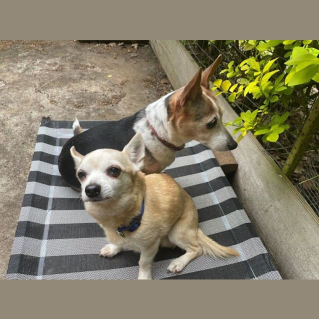 Photo of Ellie Mae & Gizmo Jarrett (& Cheeky Jarrett) 