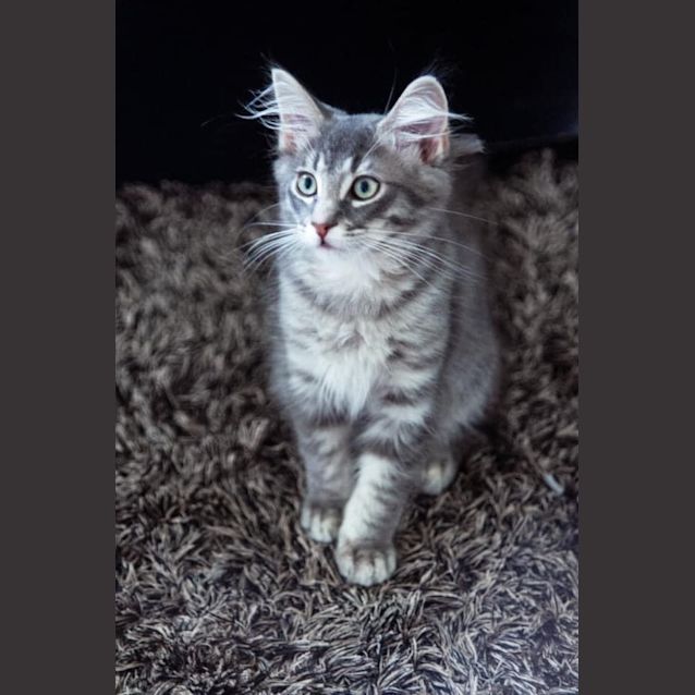 Photo of Petey