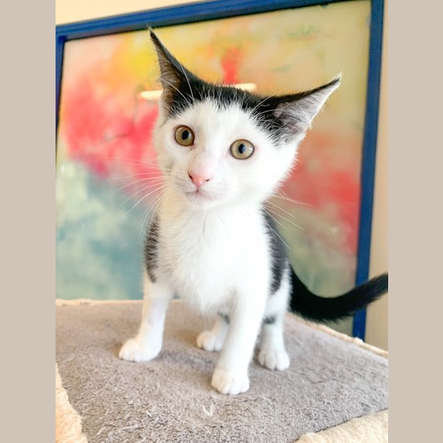 Photo of Kuzco