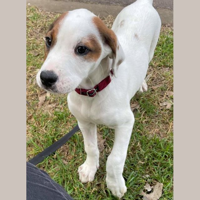 Photo of Chilli