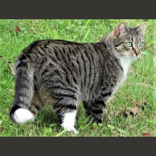 Photo of Minkie