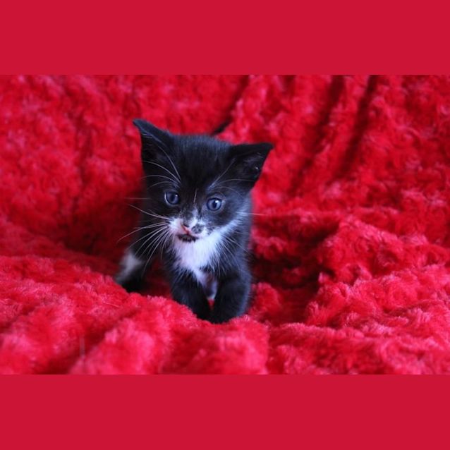 Photo of Phantom 