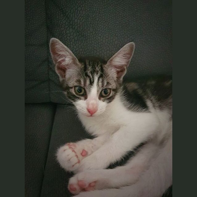 Photo of Jinx