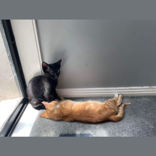 Photo of Truffle And Waffle 🖤🧡