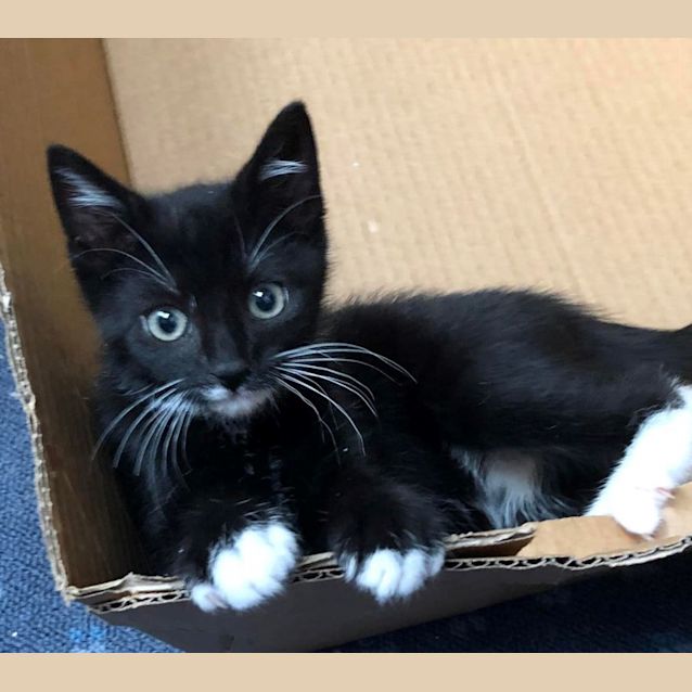 Photo of Hugo  The Purrfect Package