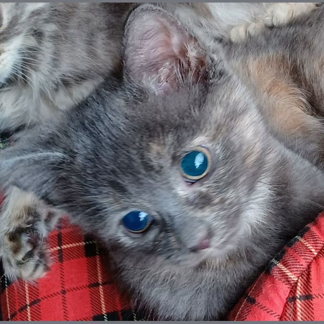 Photo of Opal   Special Needs   Blind Female