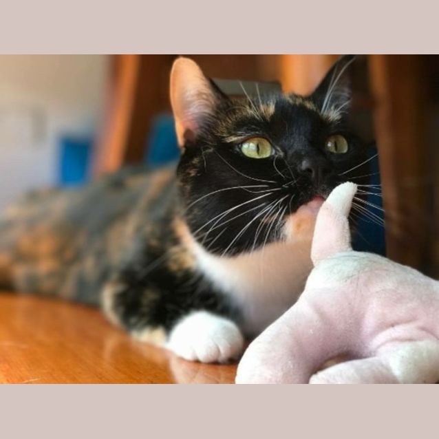 Photo of Tara The Tortie