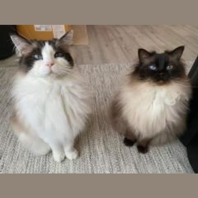 Photo of Simba & Coco The Ragdoll Twins