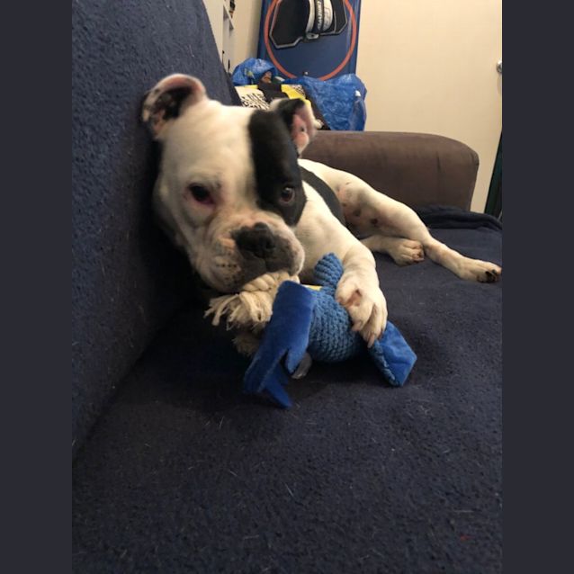 Photo of Ruby