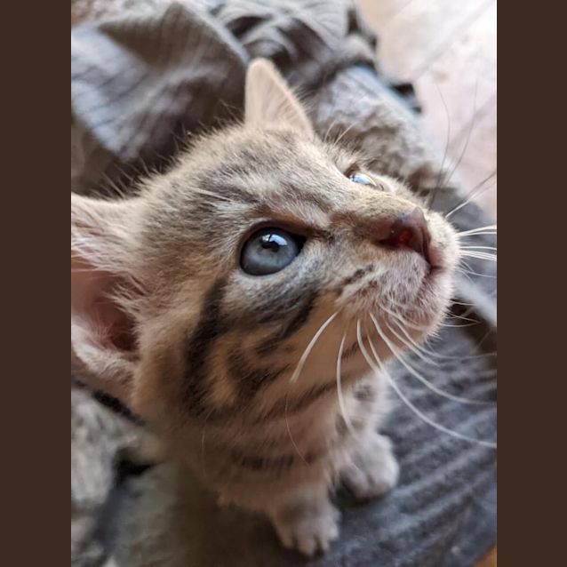 Photo of Twinkle