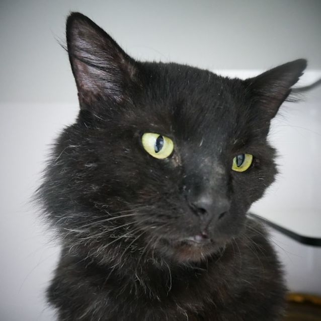 Photo of King Tut Sua009044