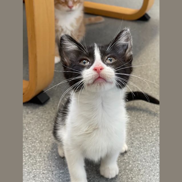 Photo of Scat Cat