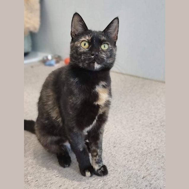 Photo of Lamington