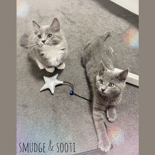 Photo of Smudge And Sooti