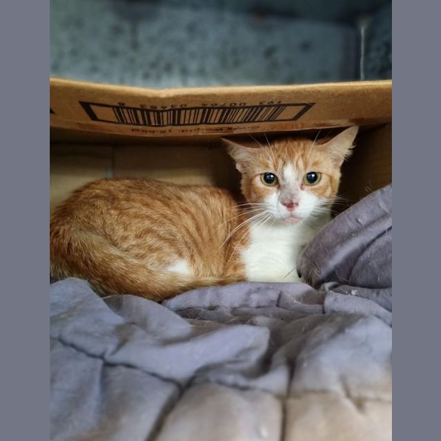 Photo of Slinky