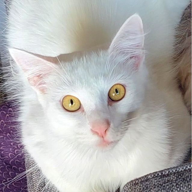 Photo of Kaito