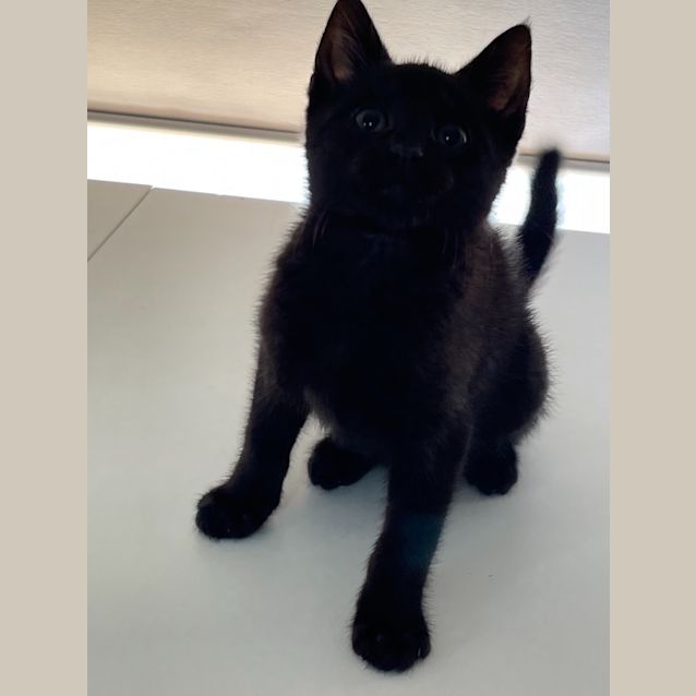 Photo of Otto