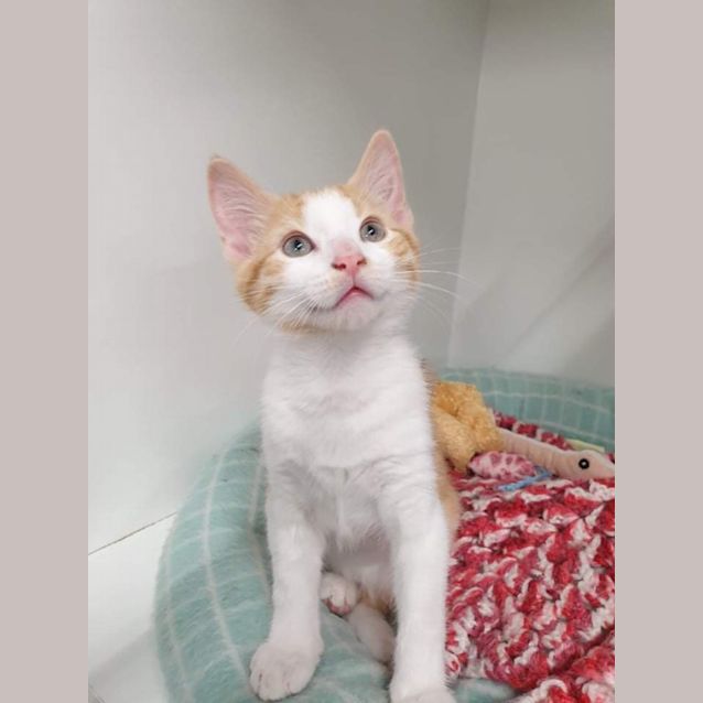 Photo of Simba
