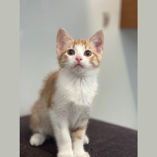 Photo of Saffron