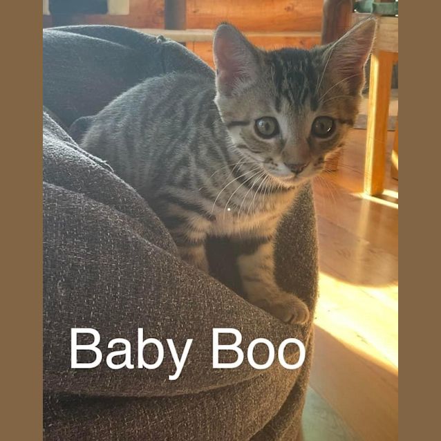 Photo of Baby Boo