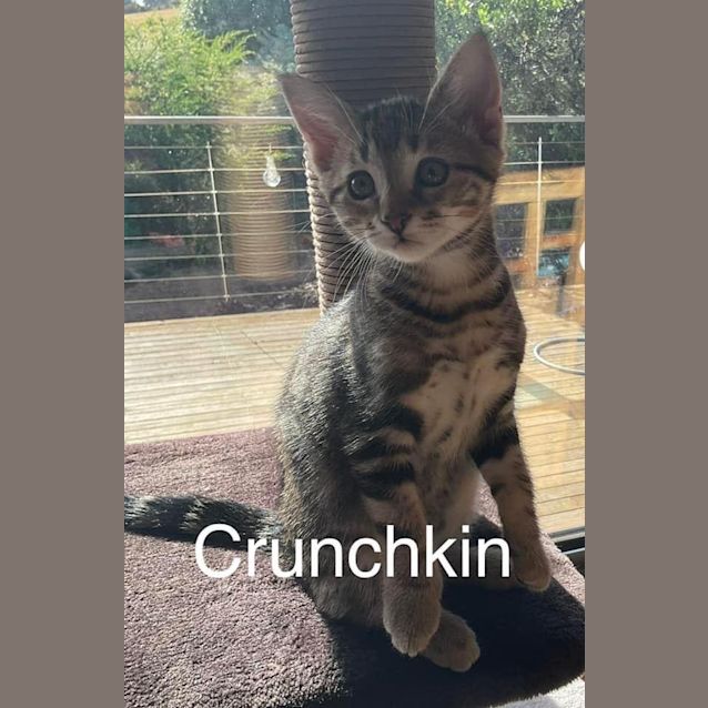 Photo of Crunchkin