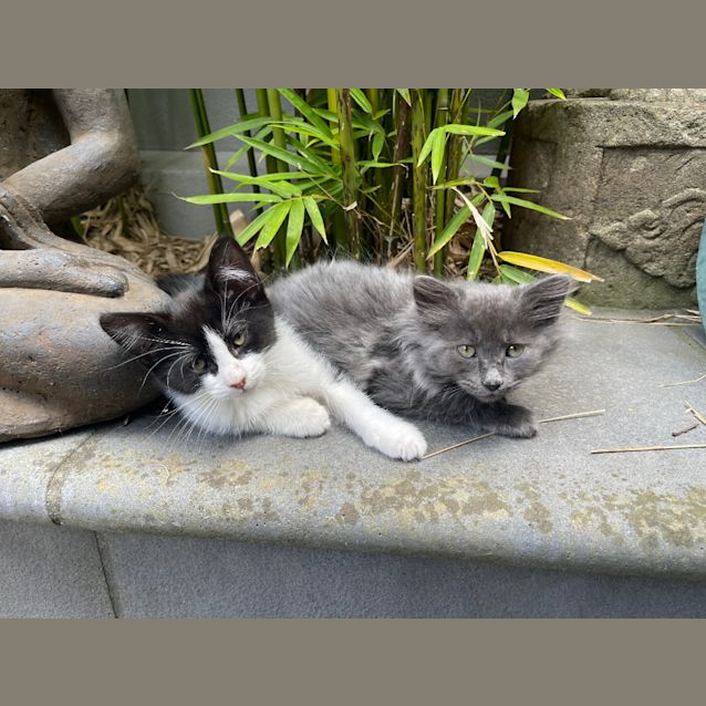 Photo of Yoda & George Gift