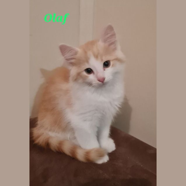 Photo of Olaf