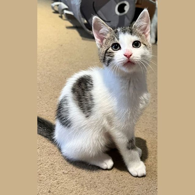 Photo of Archie