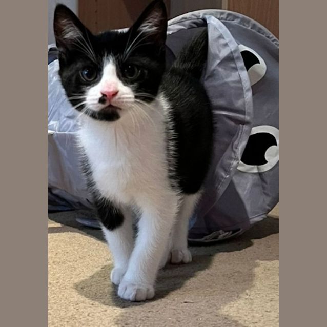 Photo of Oreo