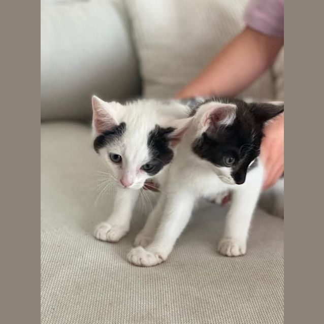 Photo of Jersey/Matcha