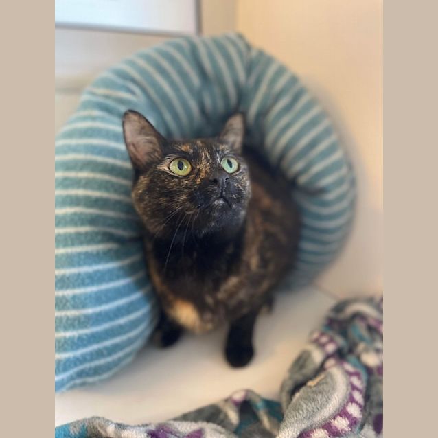 Photo of Rizzo