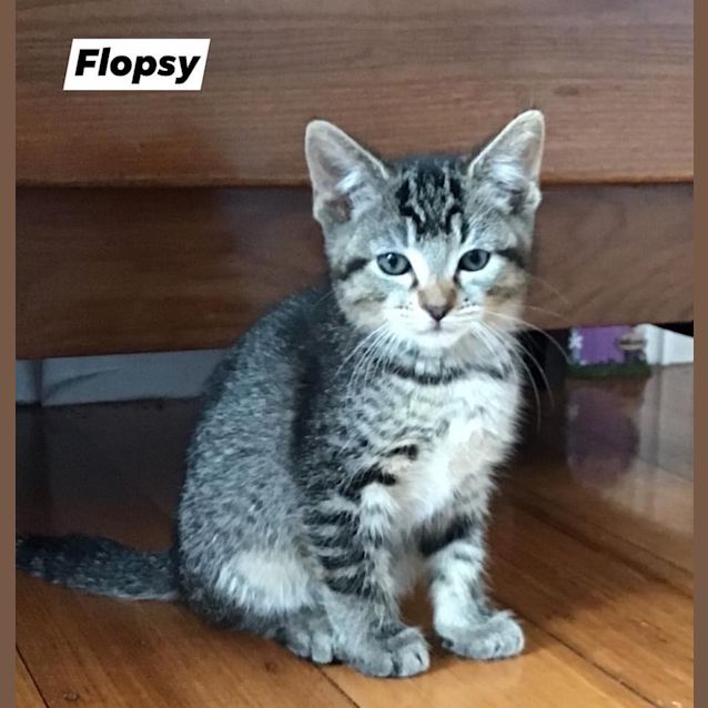 Photo of Flopsy
