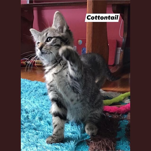 Photo of Cottontail