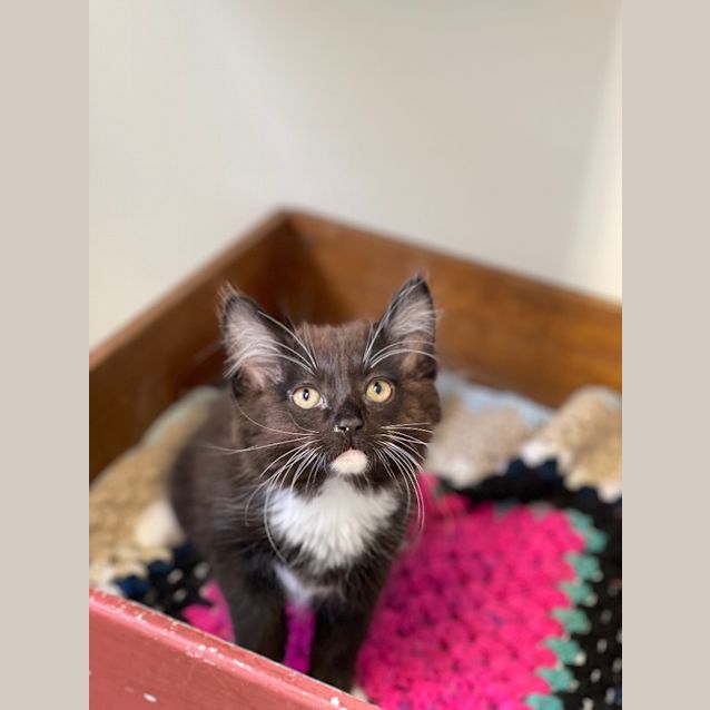 Photo of Babette