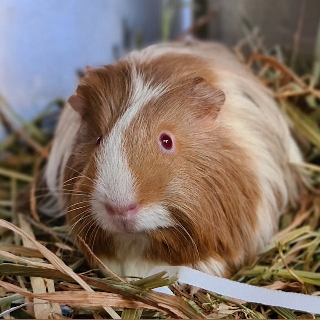Photo of Levi (Bonded With Charlie)