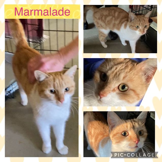 Photo of Marmalade