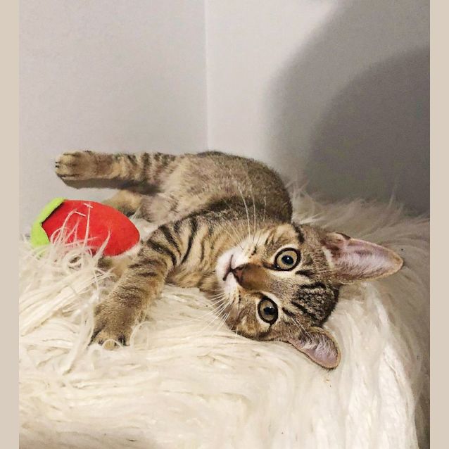 Photo of Simba