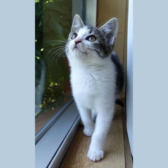 Photo of Spook