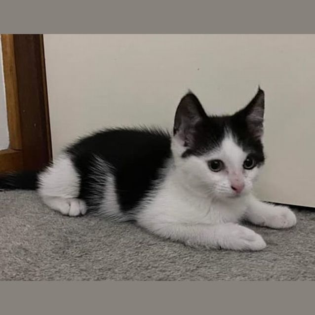 Photo of Toby **2nd Chance Cat Rescue**