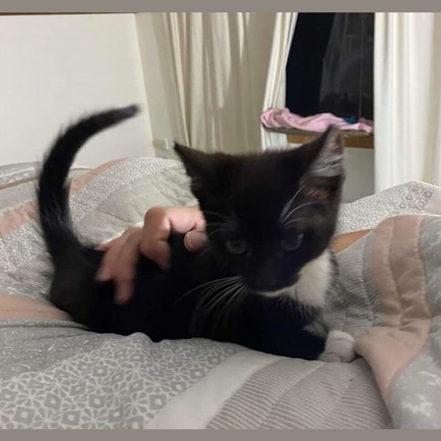 Photo of Andrew **2nd Chance Cat Rescue**